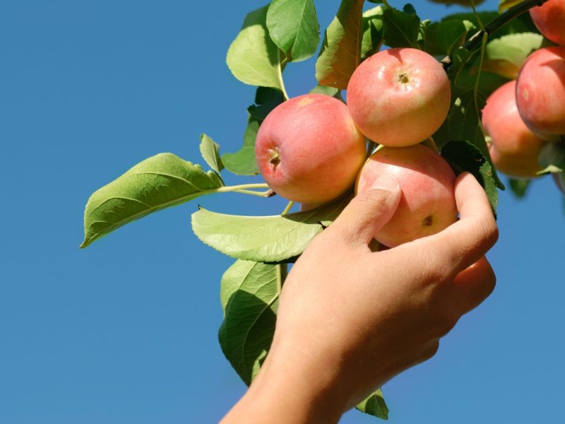 Hand picking ripe red apple