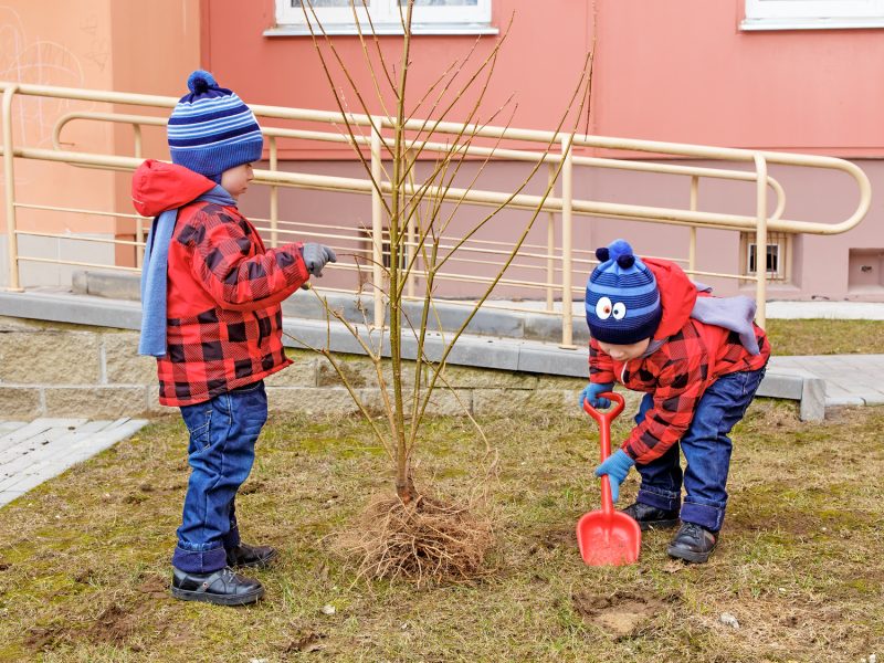 twin brothers thrown tree