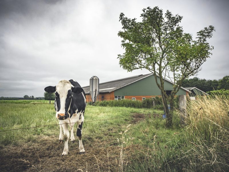 Cow standing on a field near a barn