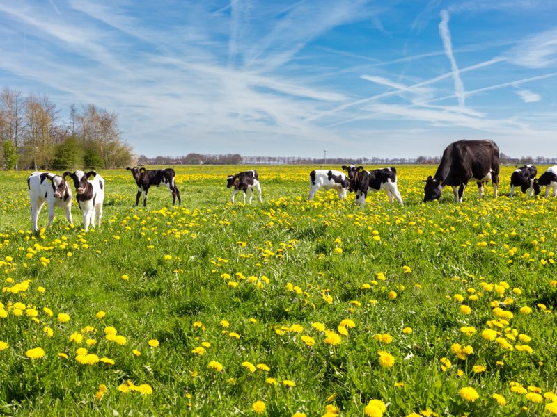 Mother cow with newborn calves in meadow with yellow dandelions