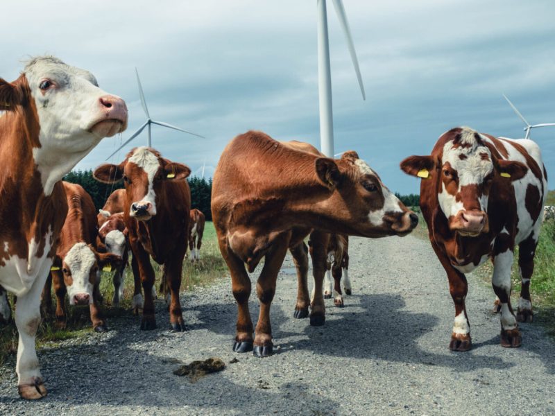 Curious cows walking between wind turbines